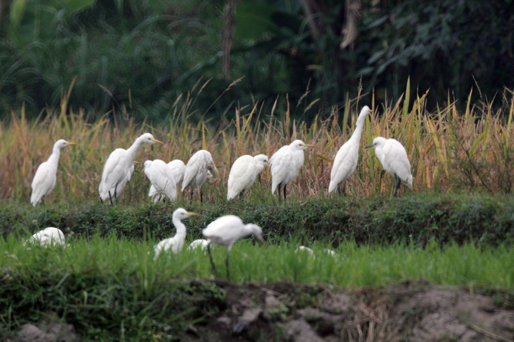 Desa Wisata Ketingan, Simfoni Kepakan Sayap Ribuan Kuntul