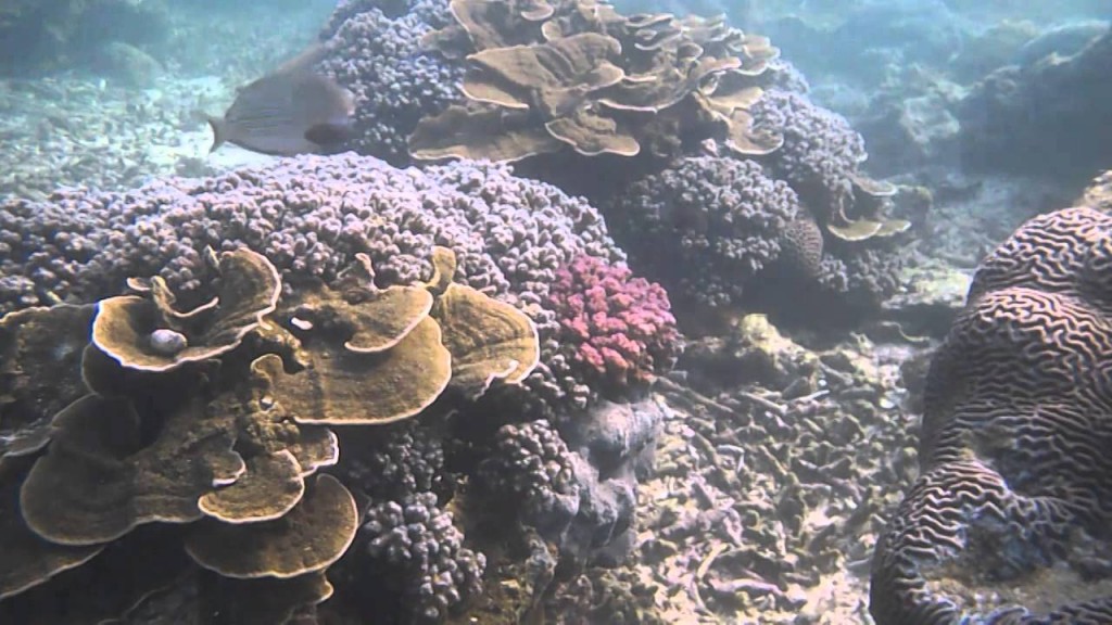 Pantai Sadranan, Lokasi Asyik Untuk Snorkeling